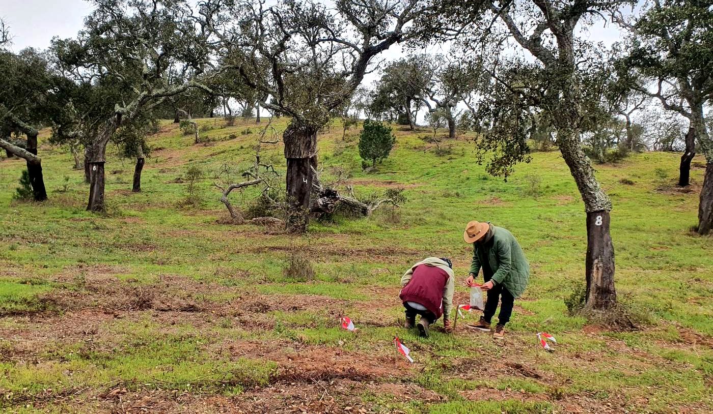 Dos personas toman una muestra de suelo con barreno manual en un bosque de montado de alcornoques del Alentejo. Los árboles llevan número pintado en el tronco y hay banderines de marcaje clavados en los puntos de muestreo.